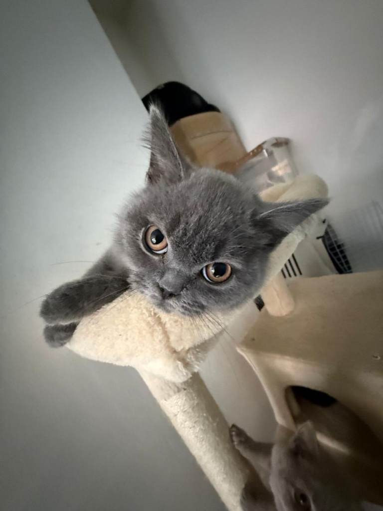 BSH kittens needing new homes