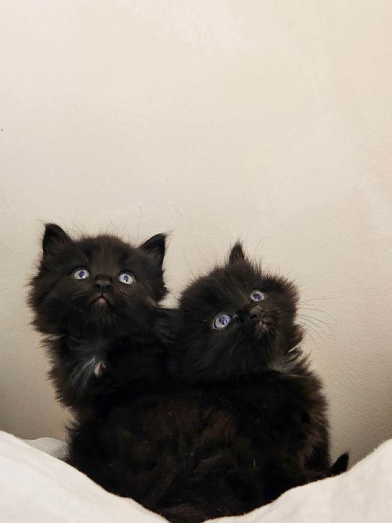 🐾 Loving Fluffy Kittens for New Homes