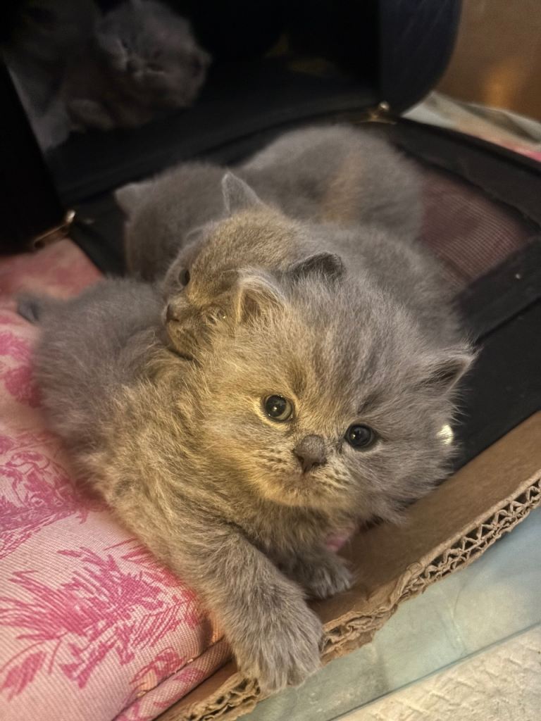 British blue shorthair kittens for sale ready for homes 4/10/26 £600
