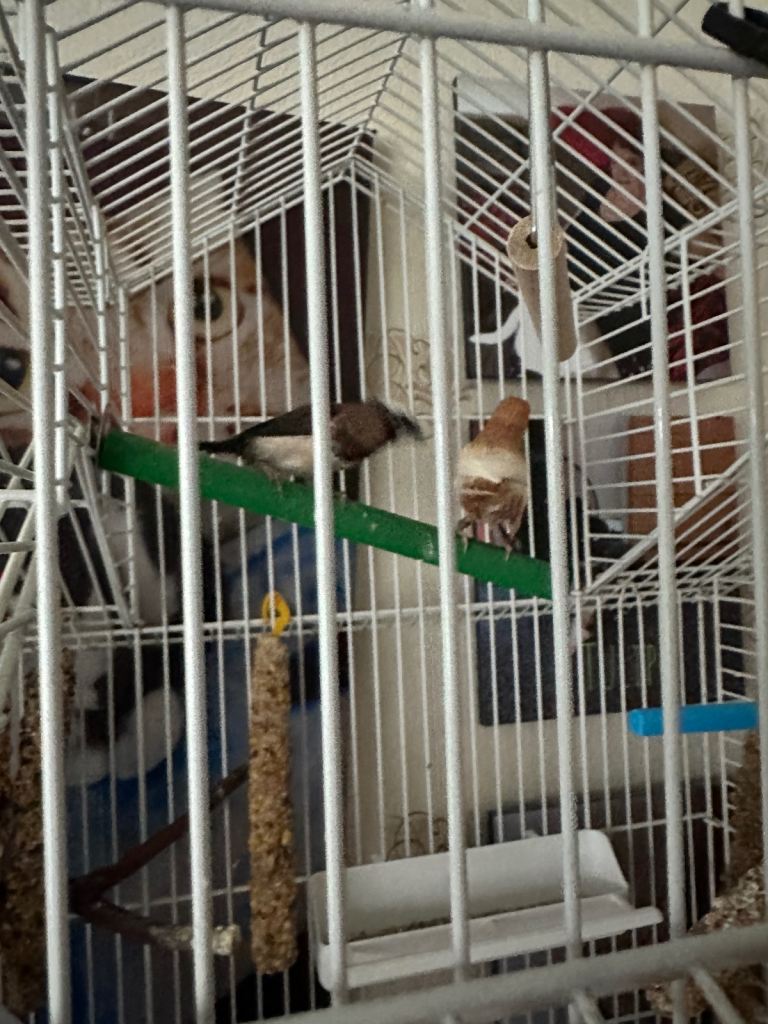 image for 2 bengalize finches and cage