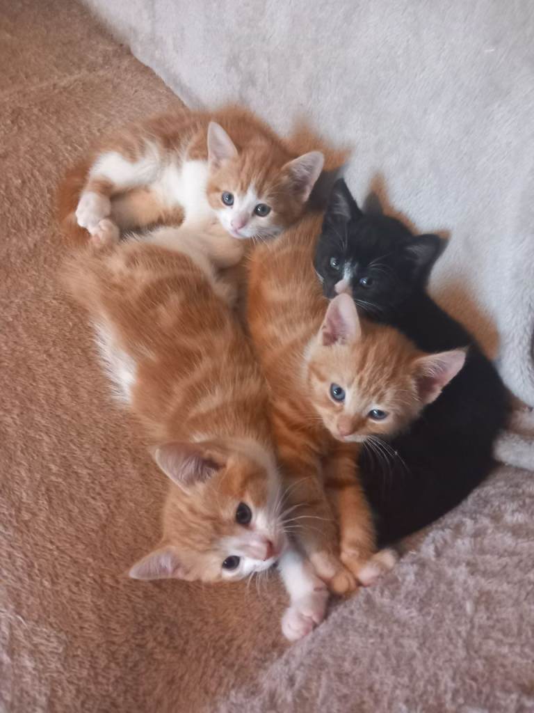 Kittens for sale 