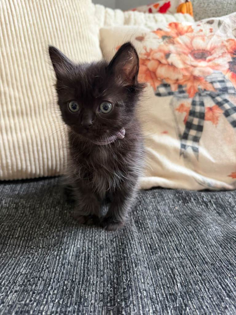 Ragdoll cross kittens 