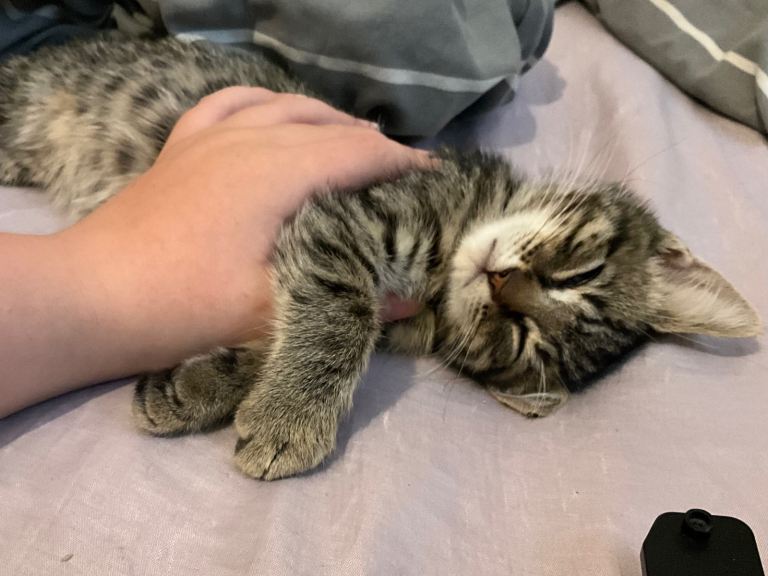  Marvel the beautiful bengal/ khao manee kitten