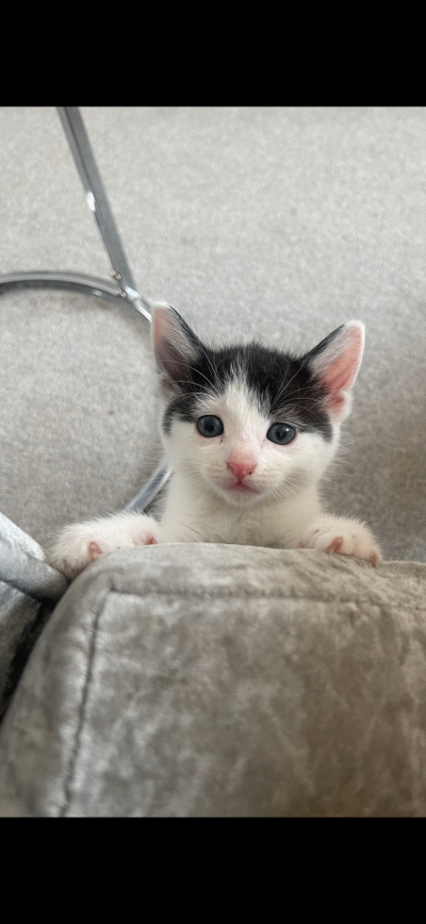 Kittens ready to go