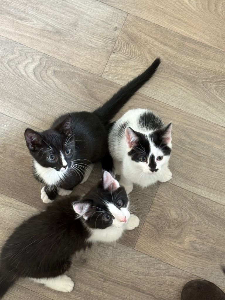 kittens 