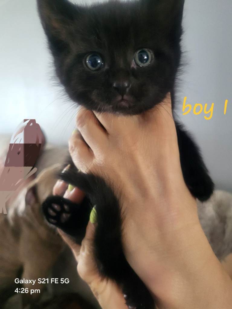 4 Kittens For A Good Home (Please Read The Description)