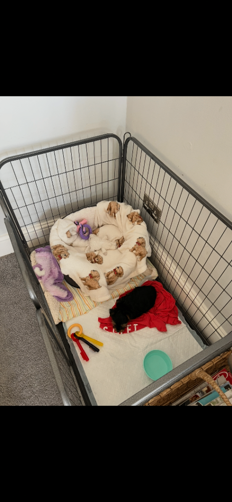 Open topped pet crate/ play pen 