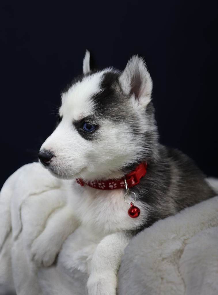 Huskie puppies 