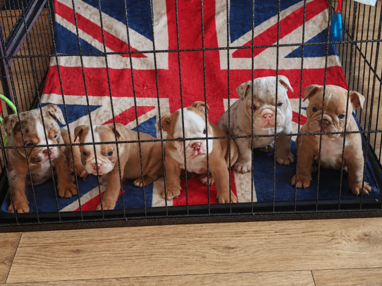 English bulldog 