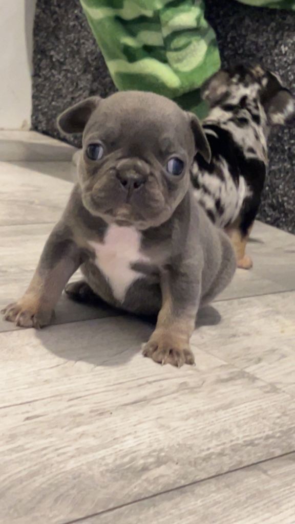 French bulldog pups 