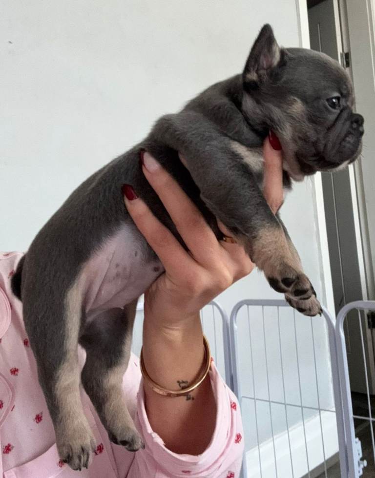 French Bulldog puppies 