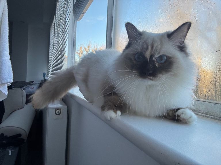Gorgeous Ragdoll Cat, 2 years old 