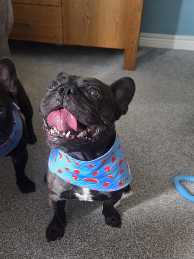 3 yr old male French bulldog
