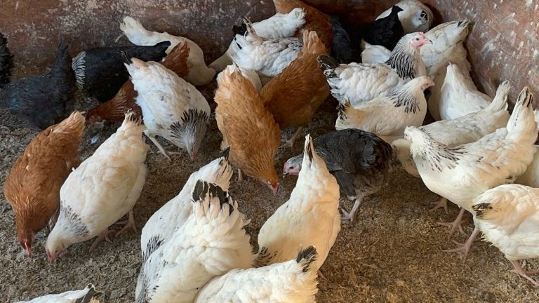 Point of Lay Pullets