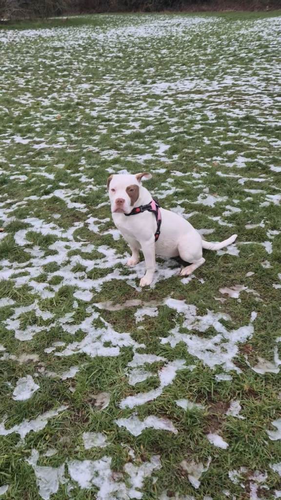 Female American bulldog 