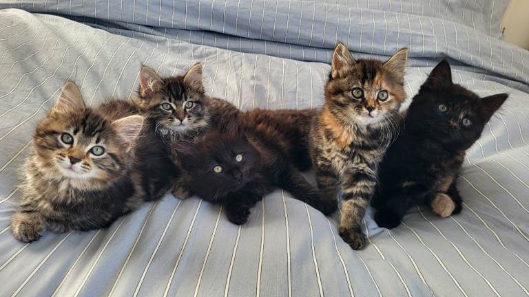  5 Gorgeous Kittens Maine Coon Tabby Mix