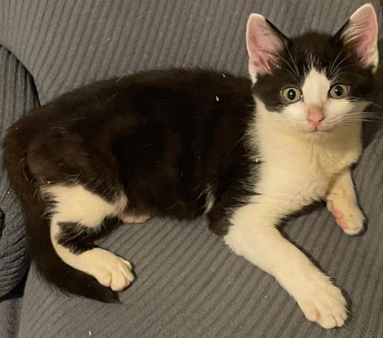 Kittens for sale Walsall 