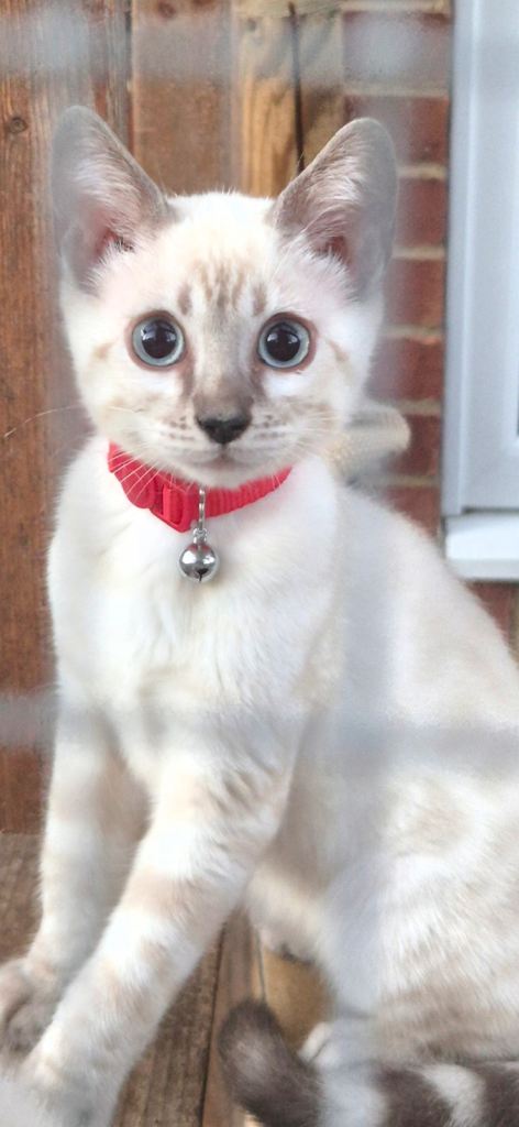 Bengal x Siamese Kittens ( 3 Males Left )