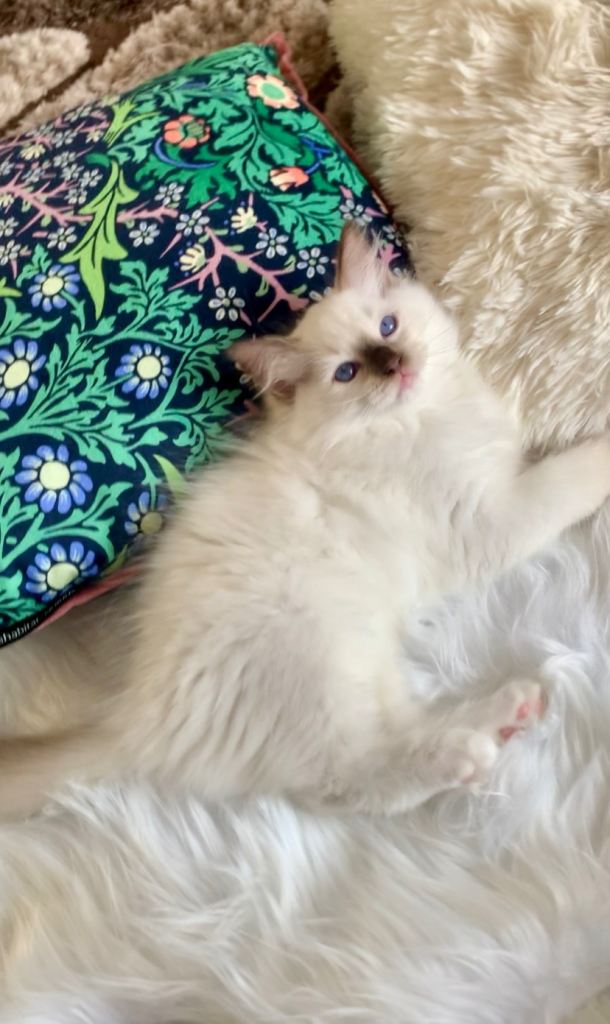 Beautiful Gccf Anne baker lines Ragdoll kittens 
