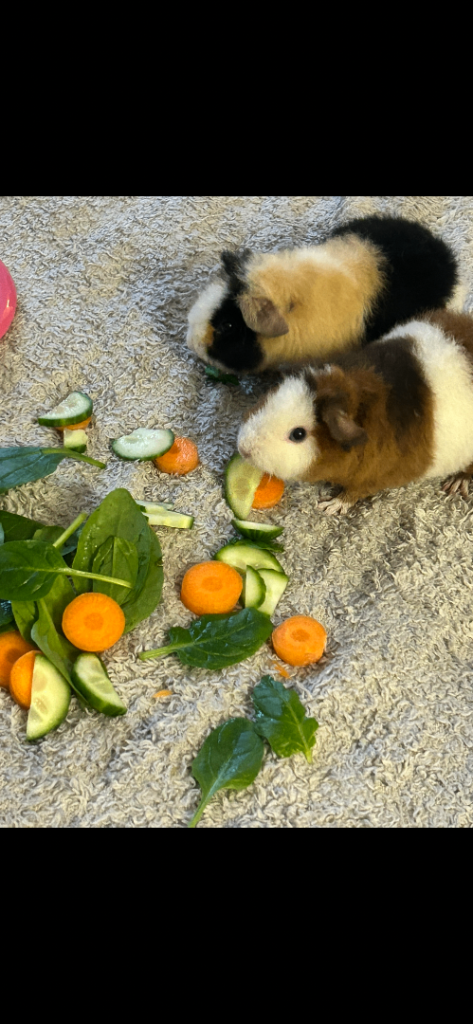 URGENT X2 Male Guinea Pigs 
