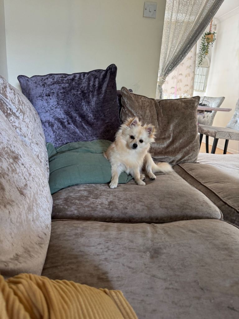 Pomchi mini 