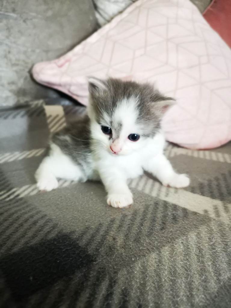 Grey and white fluffy kitten