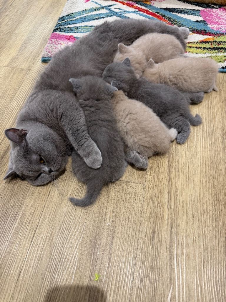 GCCF Registered British shorthair kittens 