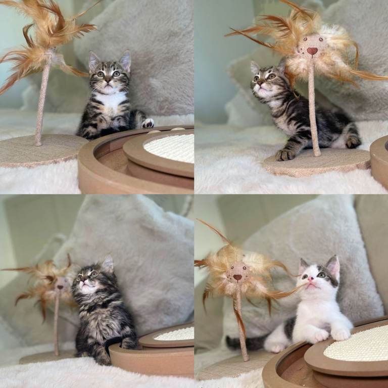 Beautiful kittens 8 weeks old ready now 