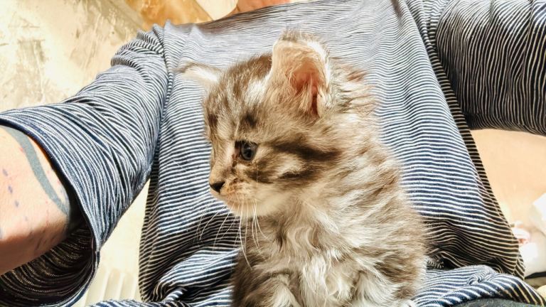Maine Coon Kittens