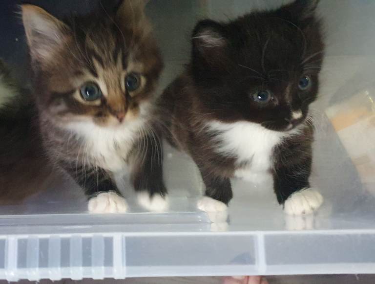 4 kittens for sale looking for the own family home now 