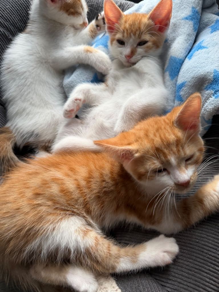 Kittens for sale