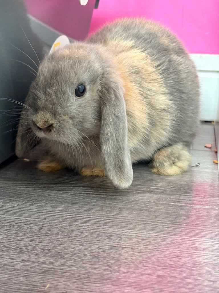 2x female rabbits for sale 