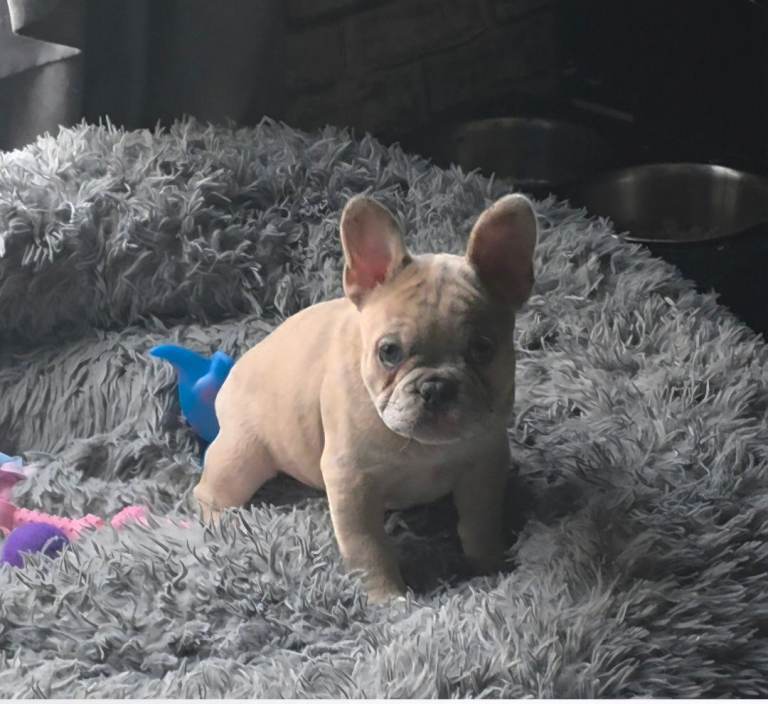 Merle french bulldog