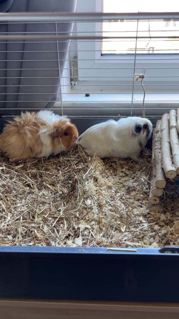 2 beautiful guinea pigs and large cage