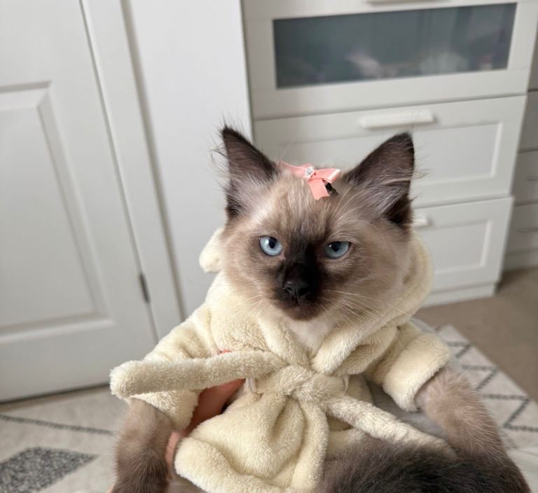 Ragdoll 
