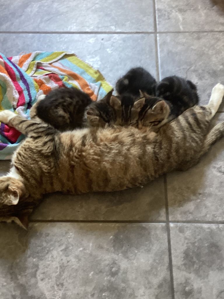 Kittens -bengal crosses 