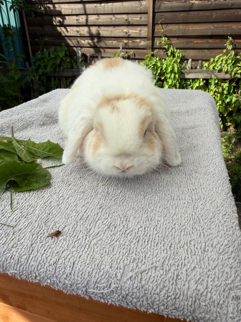Mini lop bucks
