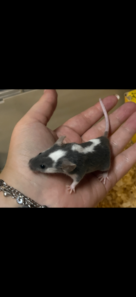 Friendly grey & white male baby fancy mouse with full set up