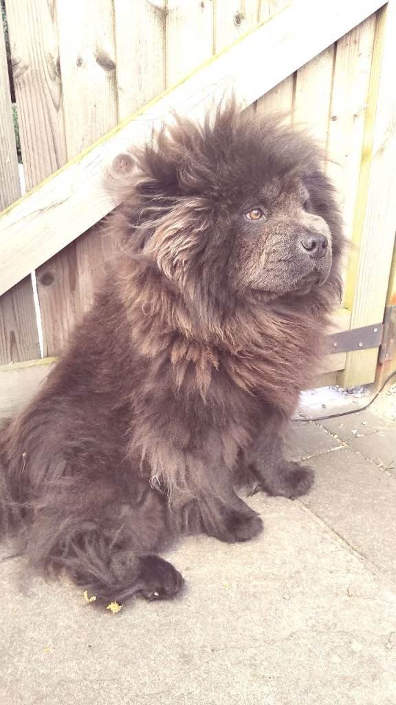Male Chow Chow