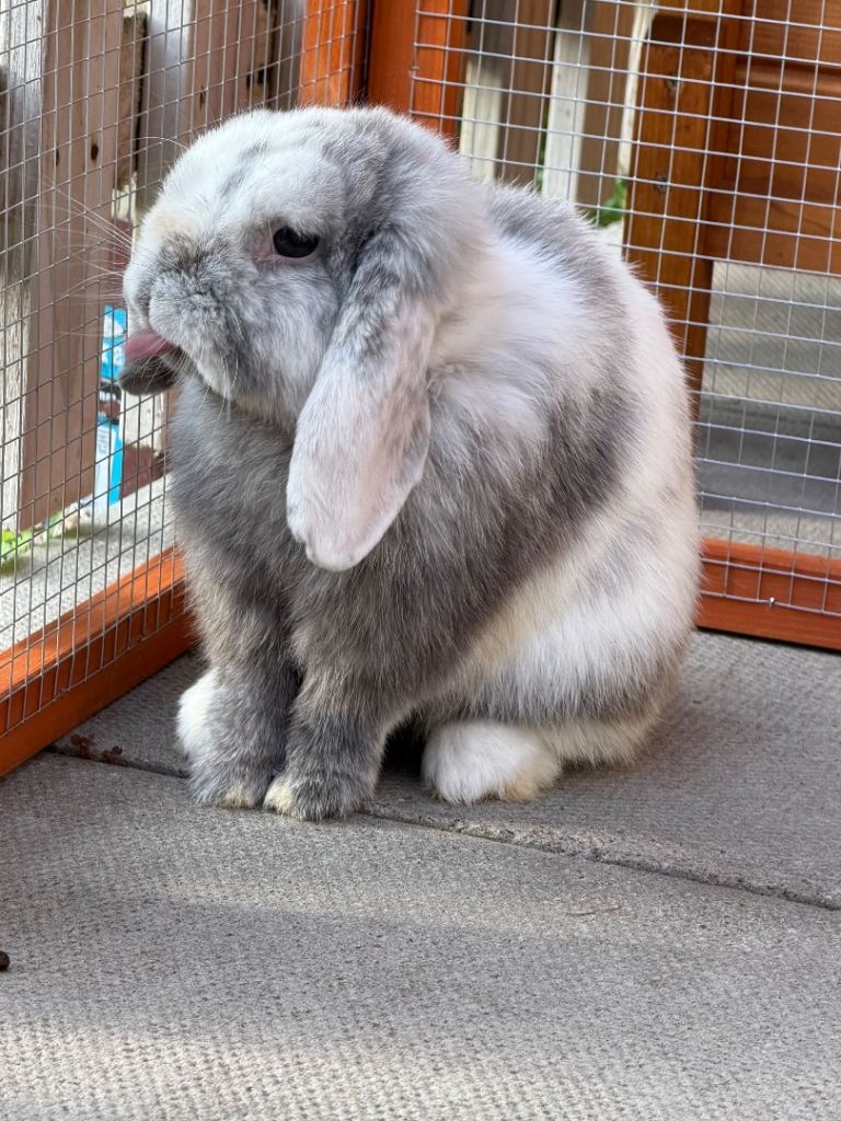 Black Harli Mini Lop 