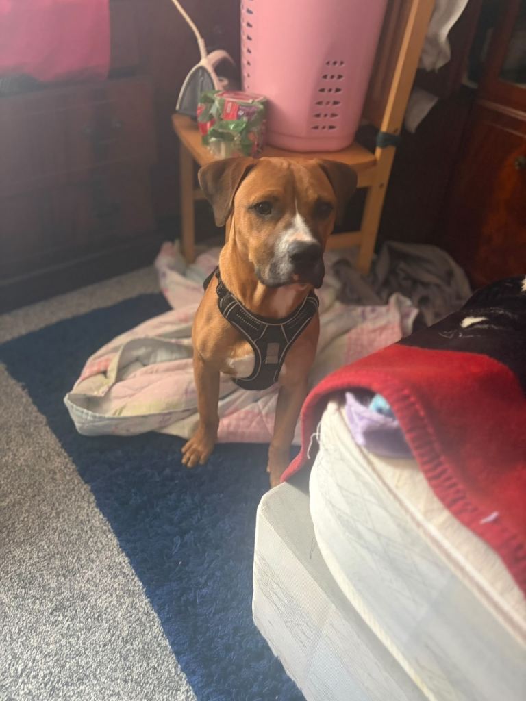 Rottweiler mix with Saffy