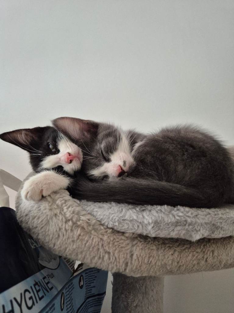 Playful kittens