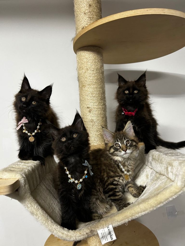 Full pedigree blue &balck tabby Beautiful Maine Coon Kittens 3 girls& 1 boy 