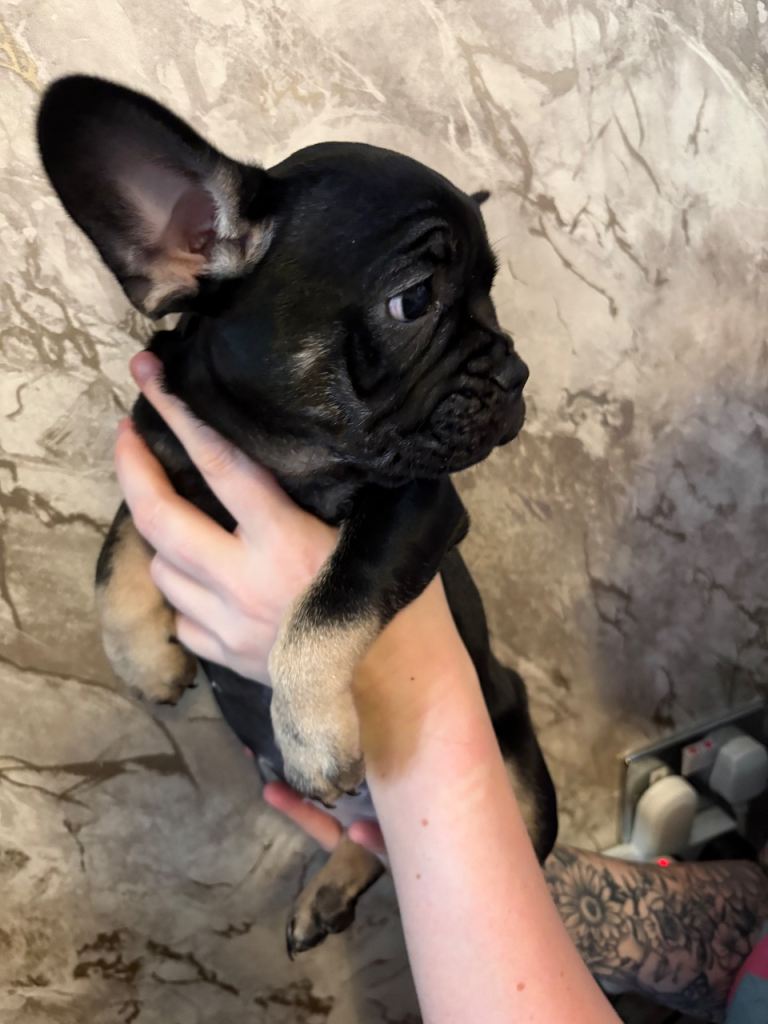 French Bulldog puppies 