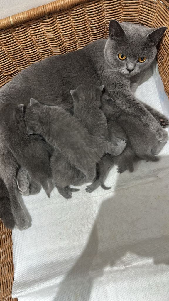 Gorgeous British Shorthair Kittens 