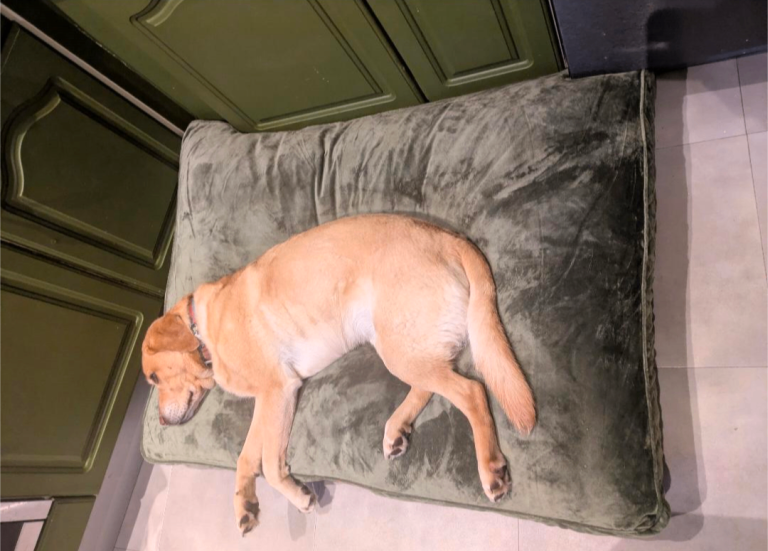 Nearly New XL Luxury Dog Bed Green