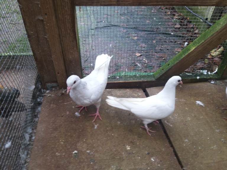 Young pigeons for sale 