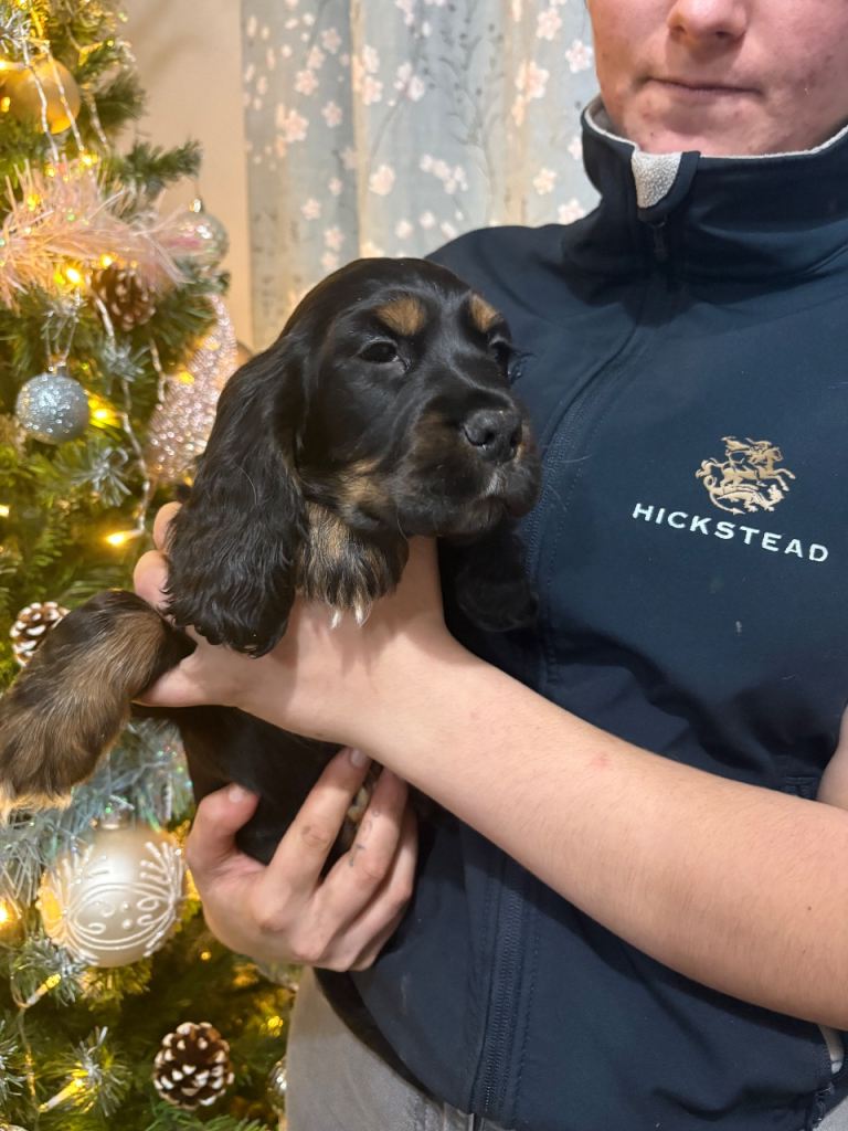 Stunning show cocker spaniels 