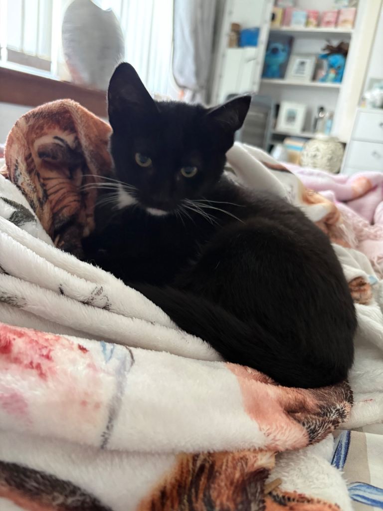 Beautiful Kitten Ready for Loving Homes