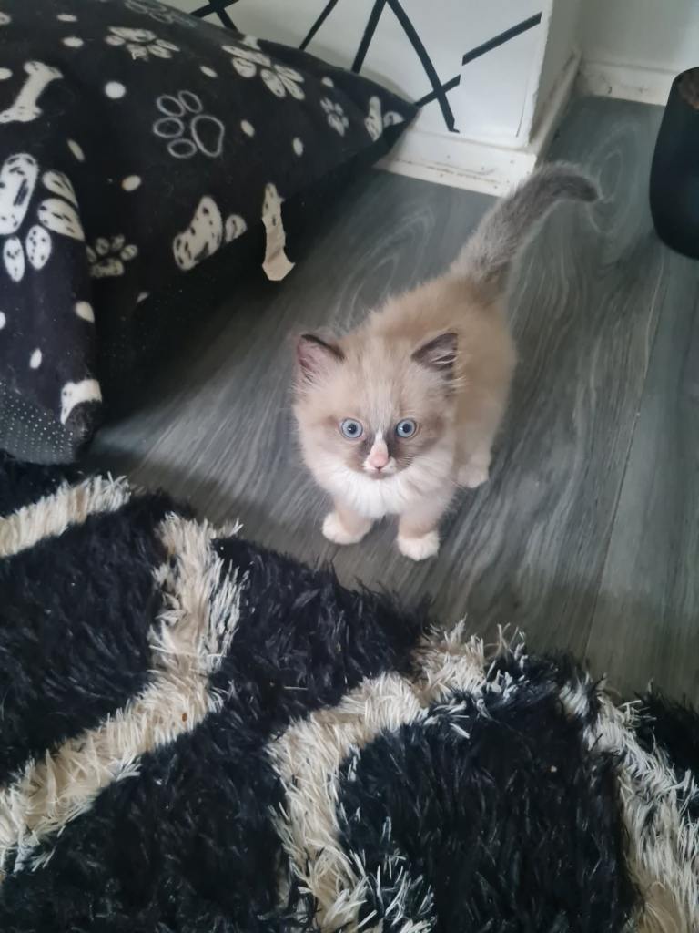 Male ragdoll kitten